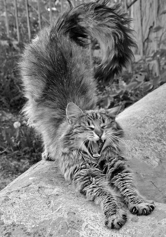 А где же фотосессия?! - Валентина  Нефёдова 