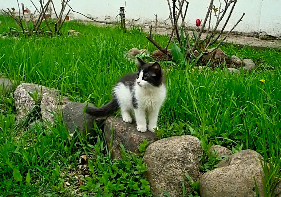 удивление & испуг :: Olga Oskolkova