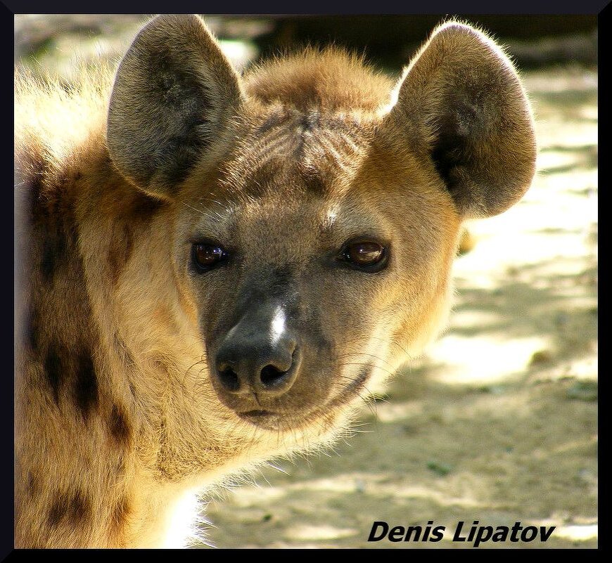 Гена :: Denis Lipatov