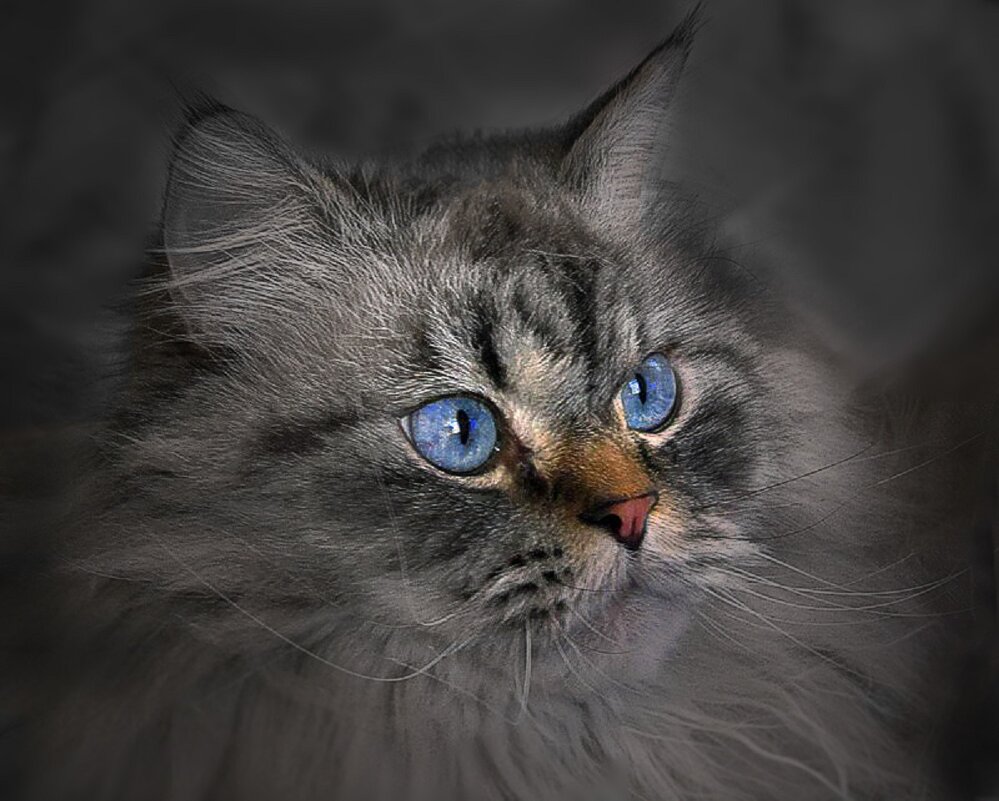 Мой кот Тихон :: Сергей Карачин