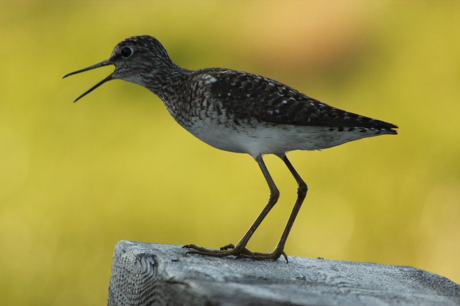 Возмущение - Александр Велигура