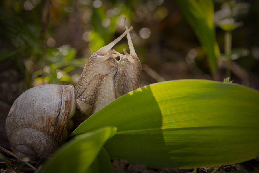 Улитки - Николай Колонтай