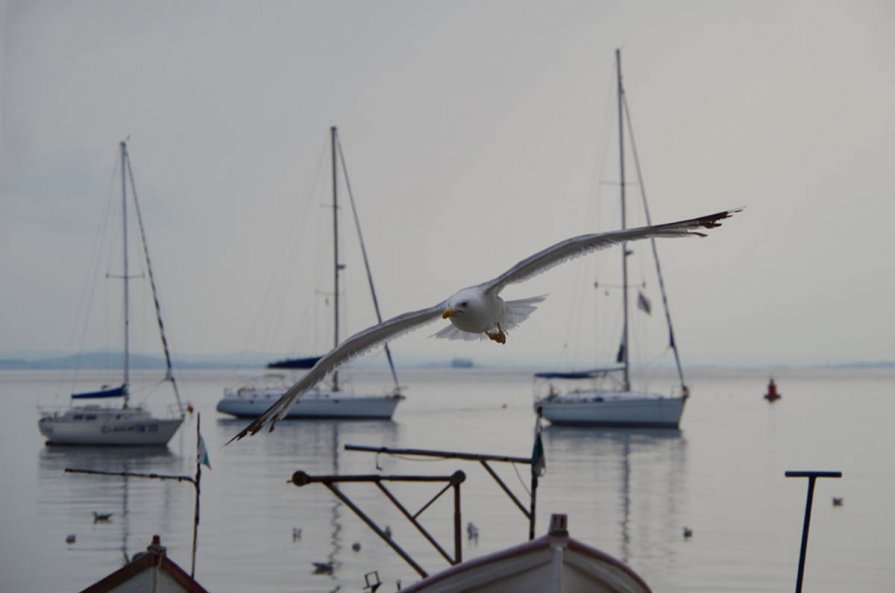 Лето.Море.Чайка. - Наталья Осипова(Копраненкова)