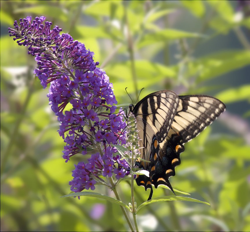 Яркие краски ушедшего лета... - Мил@ *