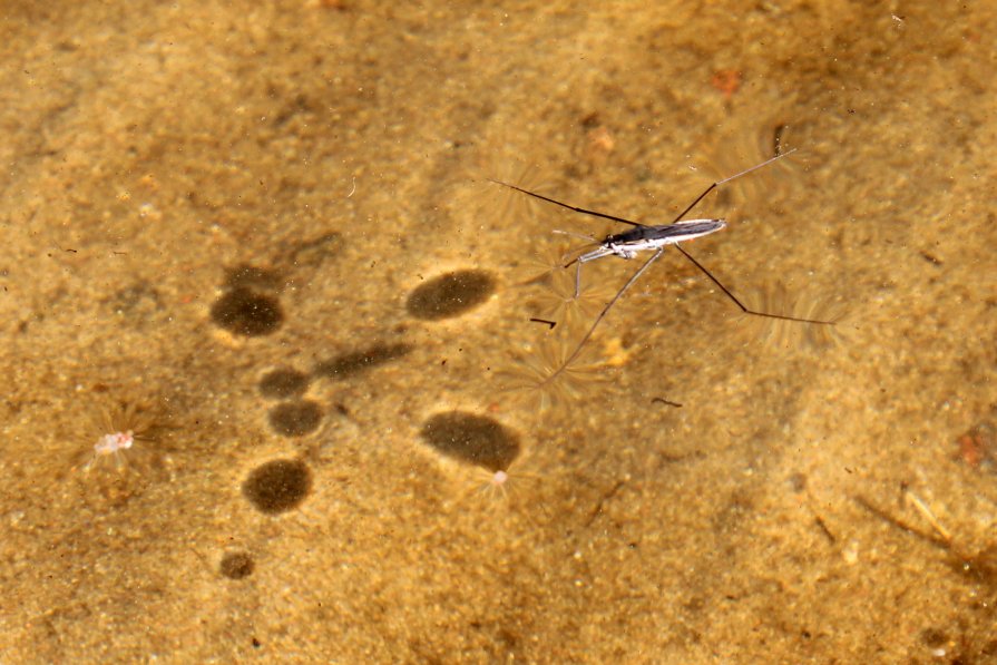Пешком по воде - Крузо Крузо