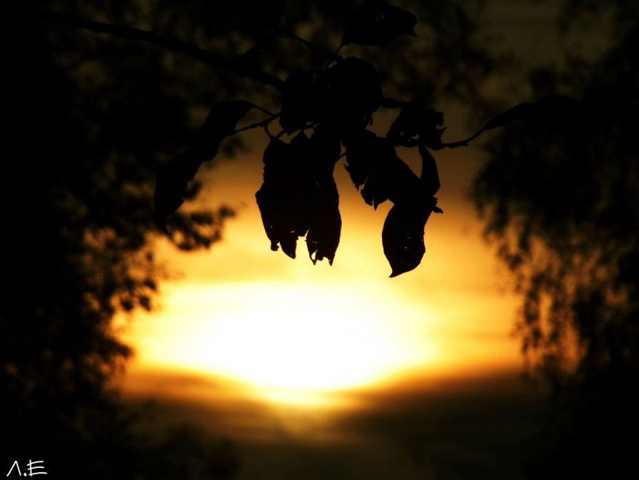 Вечернее солнце - Евгения 