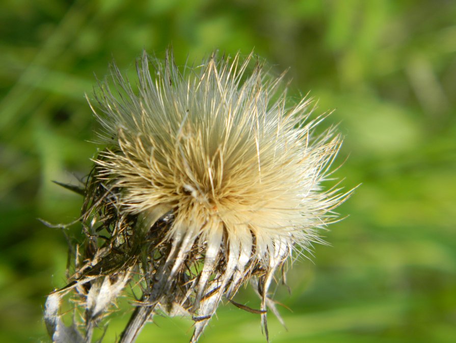 одуванчик - ILSHAT Gabdrakhmanov