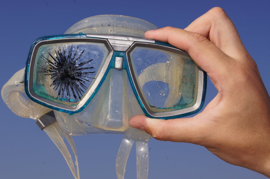 Солнечный ёжик - Людмила Журавлёва 