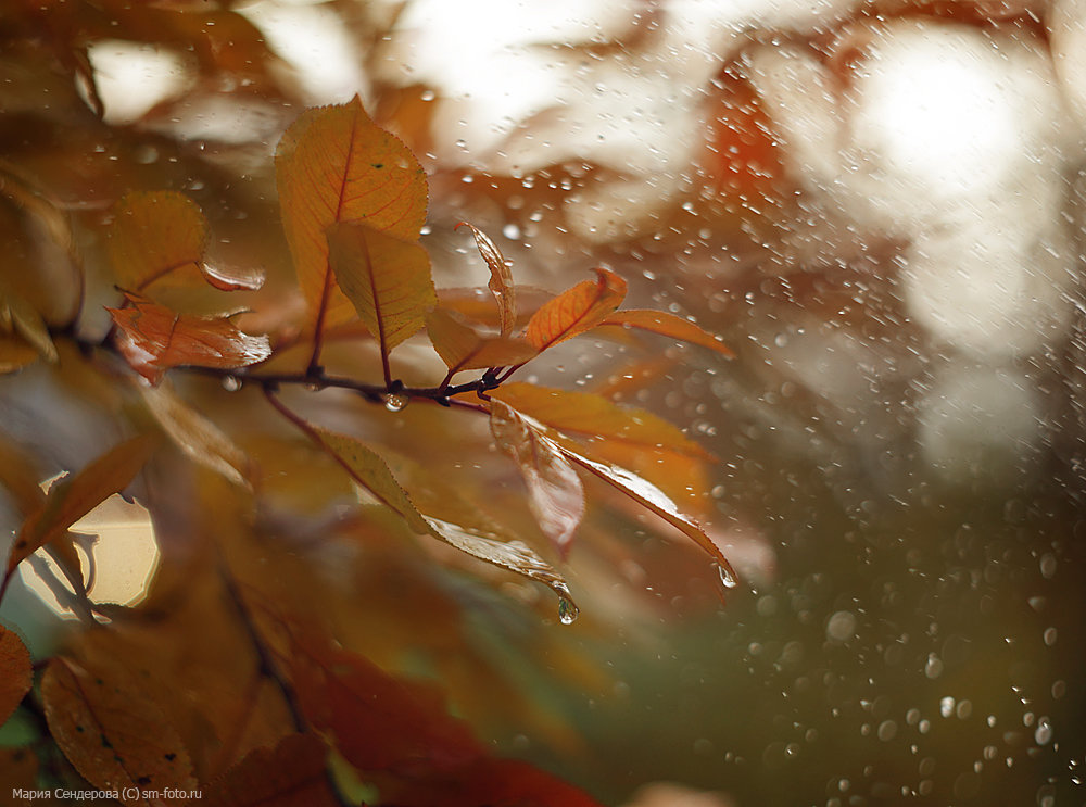 *** - Мария Сендерова *** - Мария Сендерова