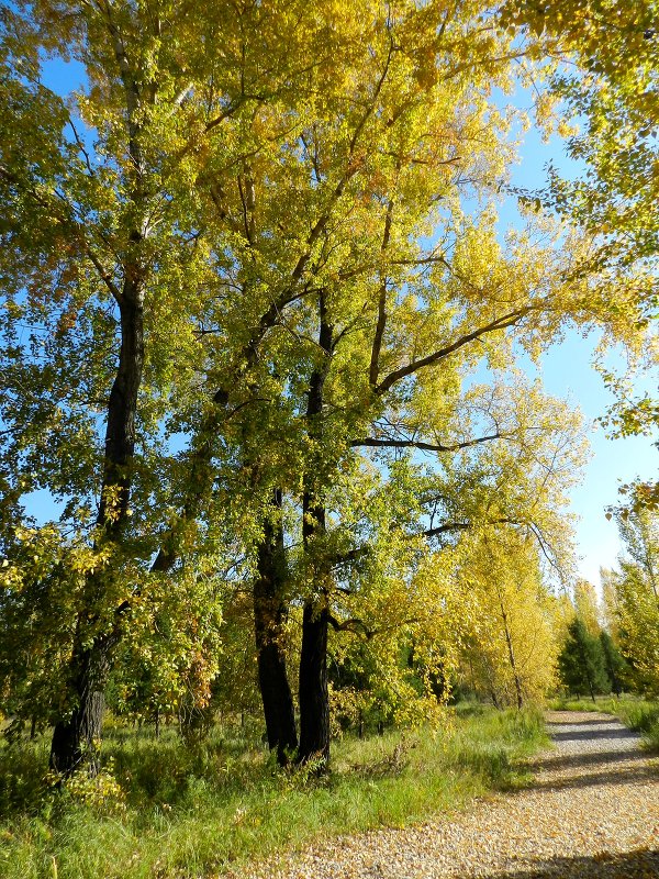 Золото осени. - Андрей В.