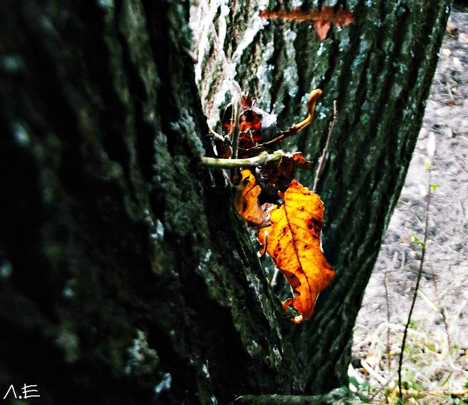 ... - Евгения 