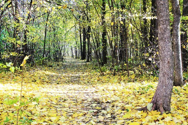 Осенние краски - Юлия Волкова