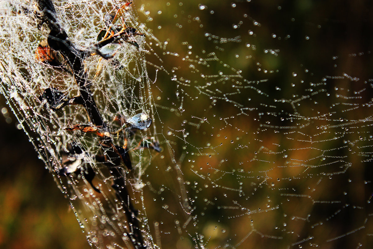 фата из капель росы - Yan .