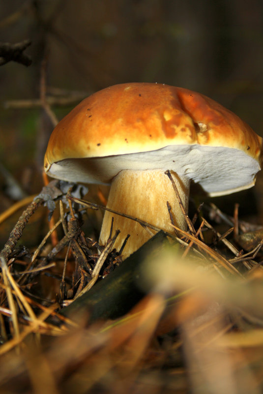 Боровичок - Julia Maksimova