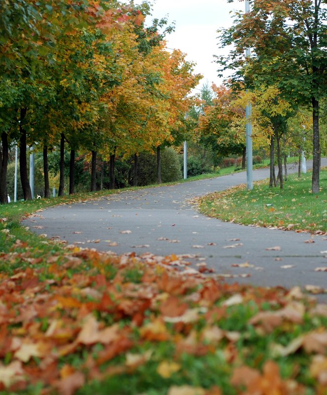 Золотая осень - Виталий Мишутин
