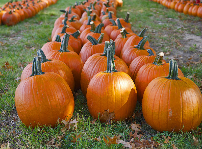 Осенний парад... - Мил@ *