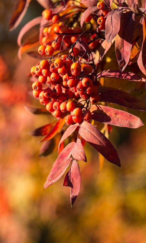 Дыхание осени - Пётр Лебедев
