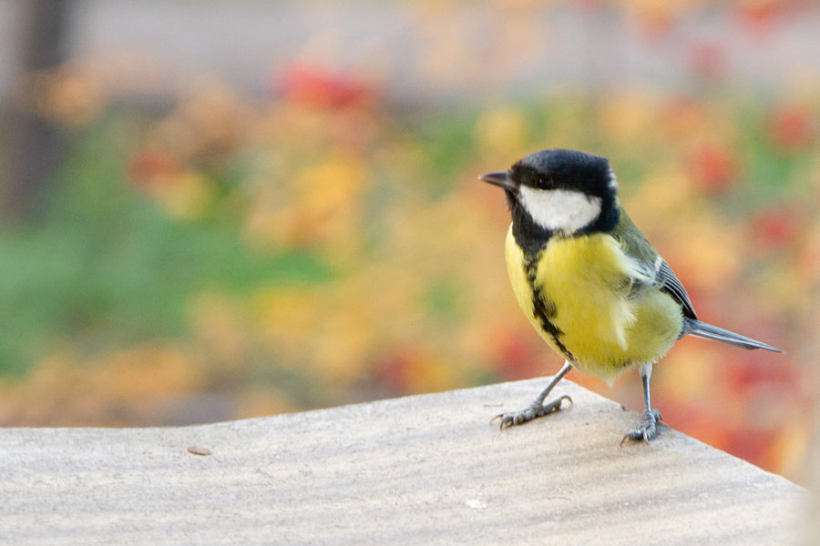 Птичка-синичка - Андрей Москаленко