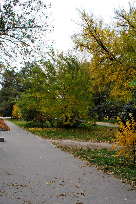 Осень в Волгограде - Анастасия Рыжова Осень в Волгограде - Анастасия Рыжова