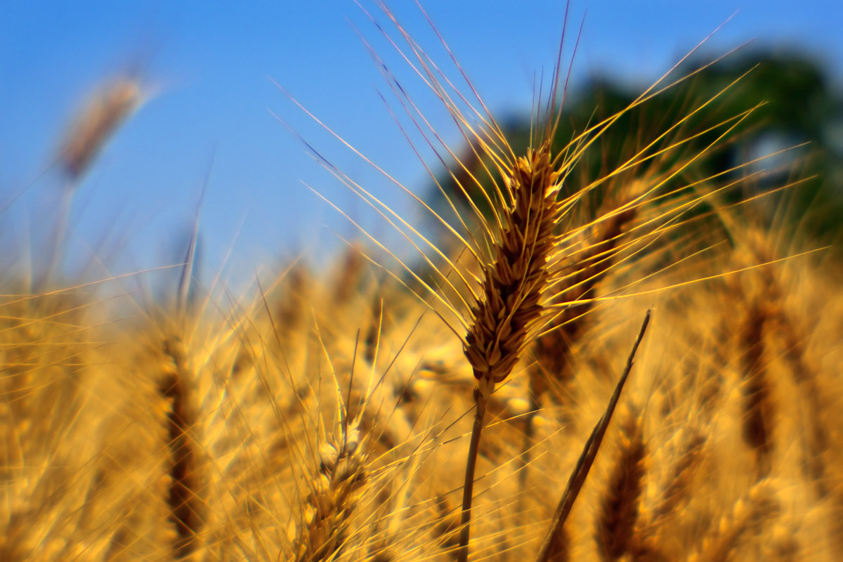 Созрели - Юрий Вайсенблюм