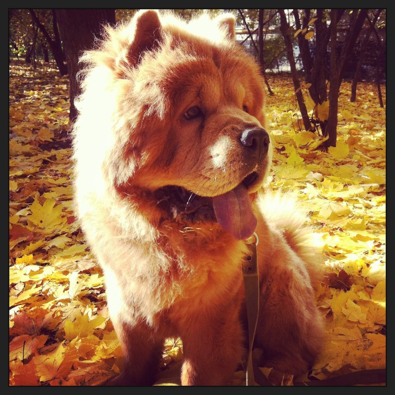 Осенний пёс - Lavaaanda 