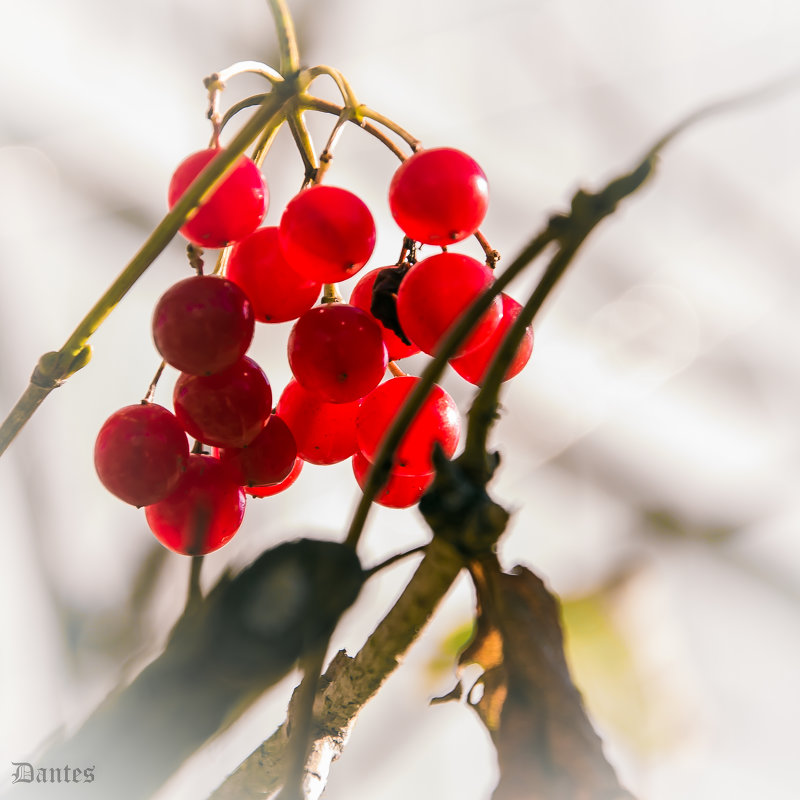 Калина Красная - Эдуард Лукьянов