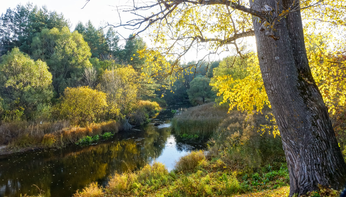 Орша - Александр Тверской