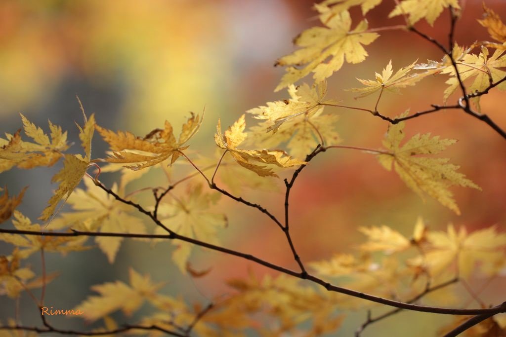 Свет Осени - Rimma Telnova