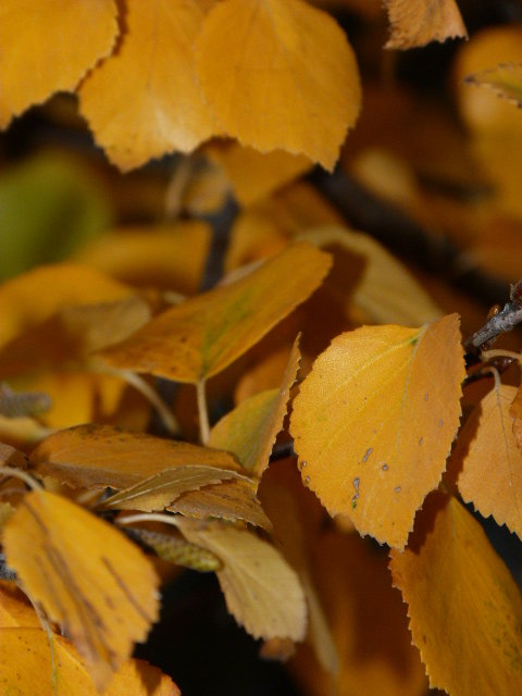 Осень... - Алёна Мартынцова