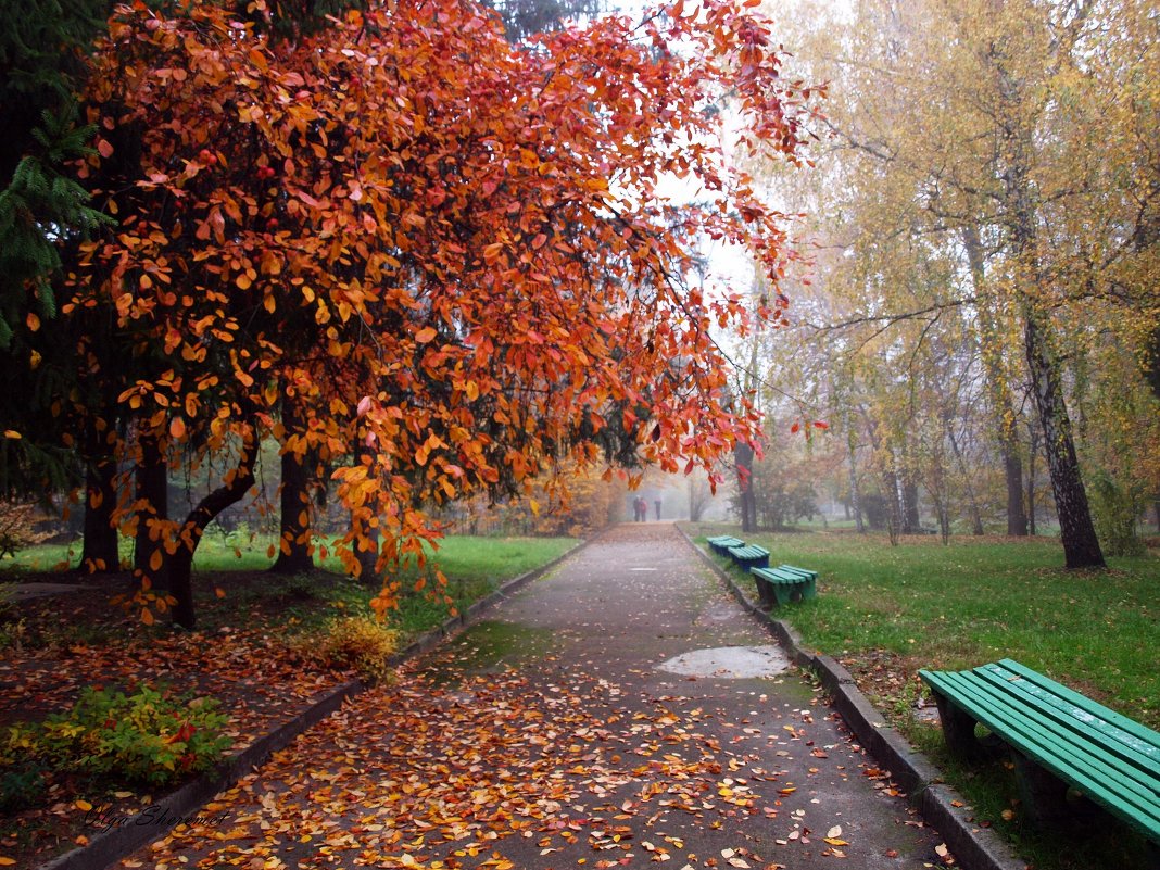 Золотая осень - Ольга Шеремет