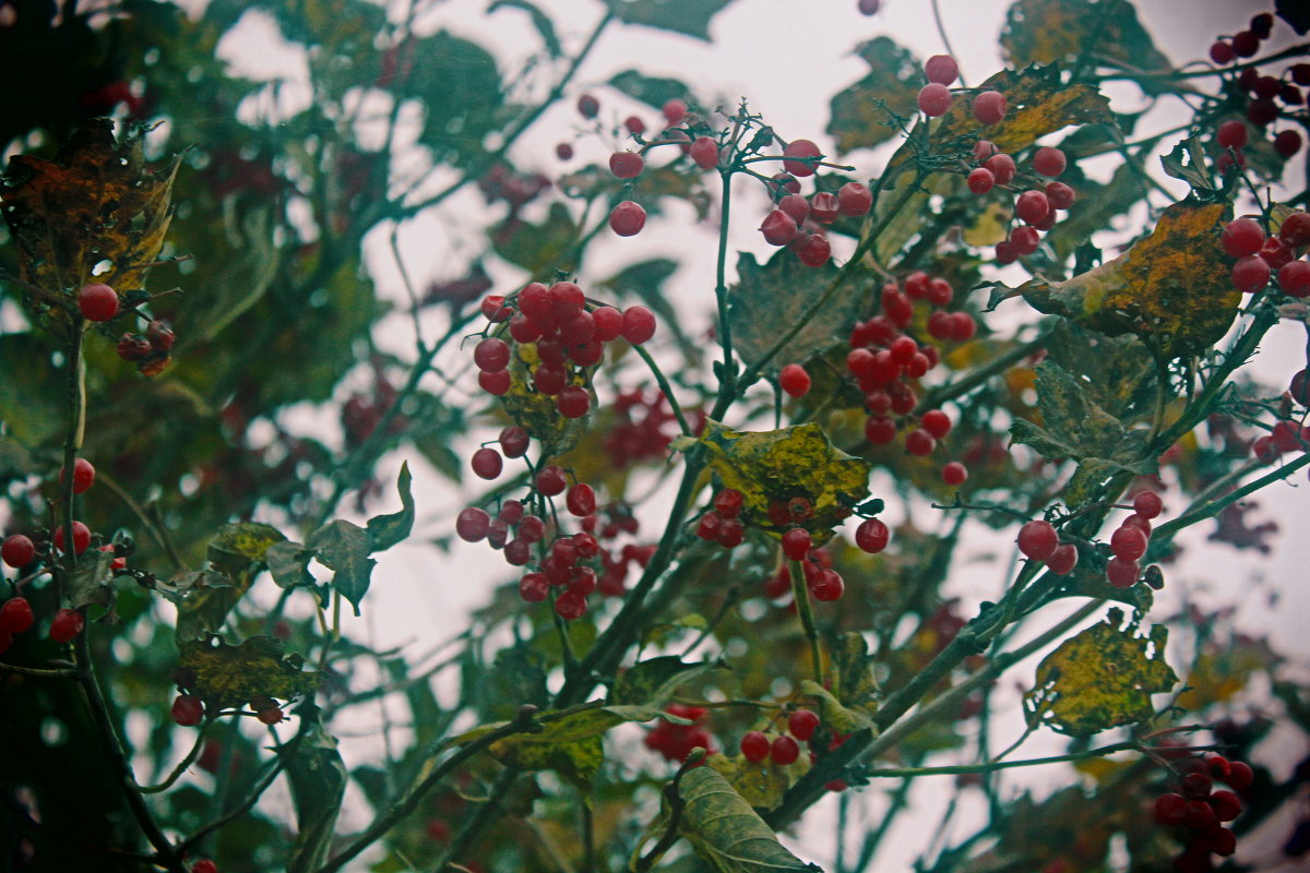 Осенние краски :) - Yana Gulak 