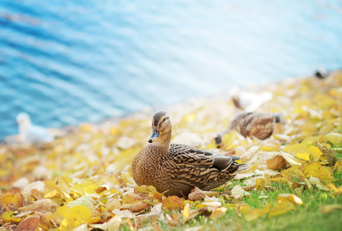 ... - Светлана 