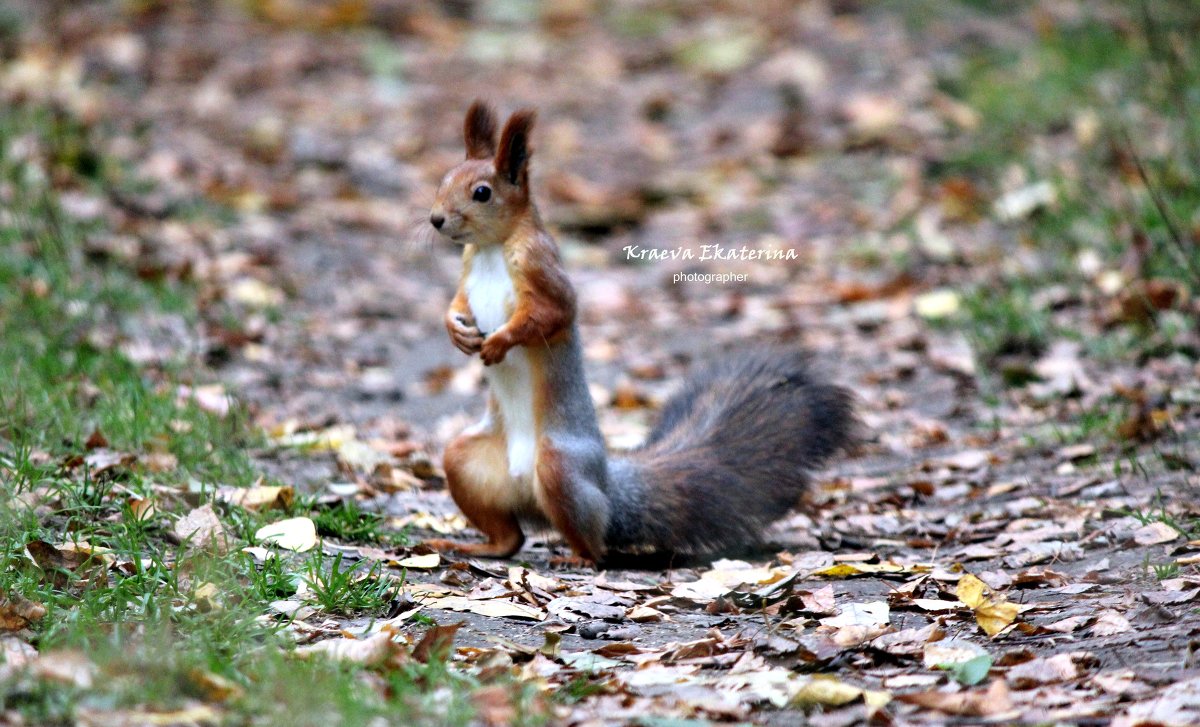 Белочка - Екатерина Краева
