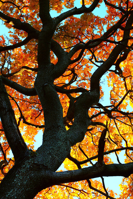 ... - Оксана Орлова