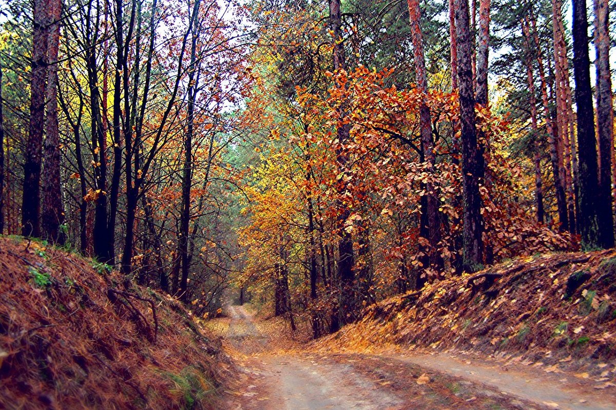 Сосновый лес осенью - Ирина Руденко