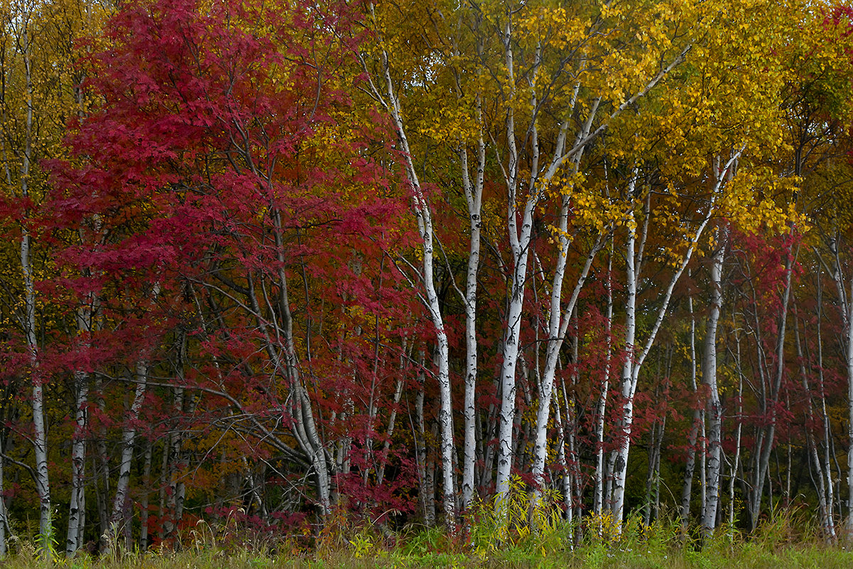 Осеннее полотно - Алексей Бароненко