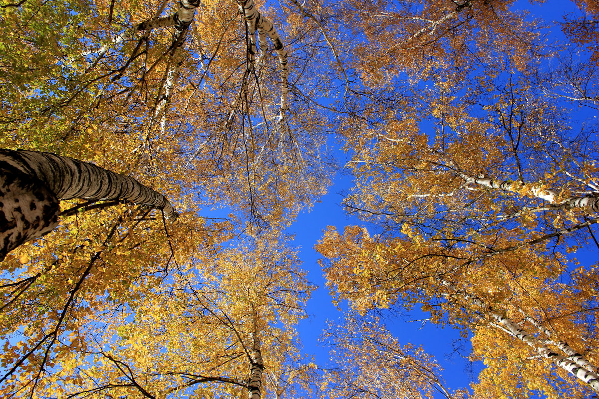 Осень - Иван 