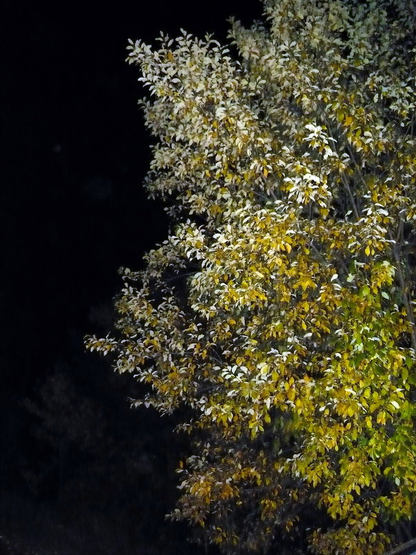 Ночь осенью - Сергей Бурмистров