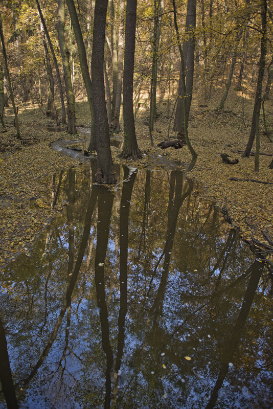 осень прила - Наталья Агеева