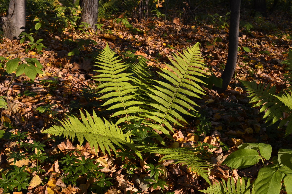 Осенний Башкирский лес - Аркадий Паровозов