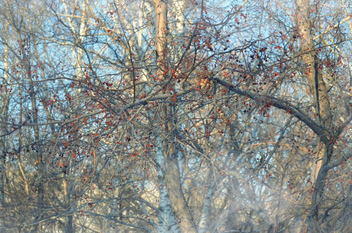 [алая красавицa] - Ириска Жукова