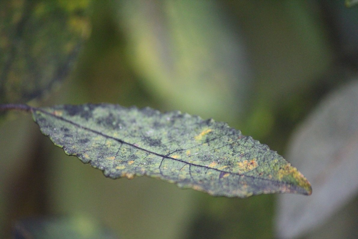 Козья ива - Наталья Кочегарова