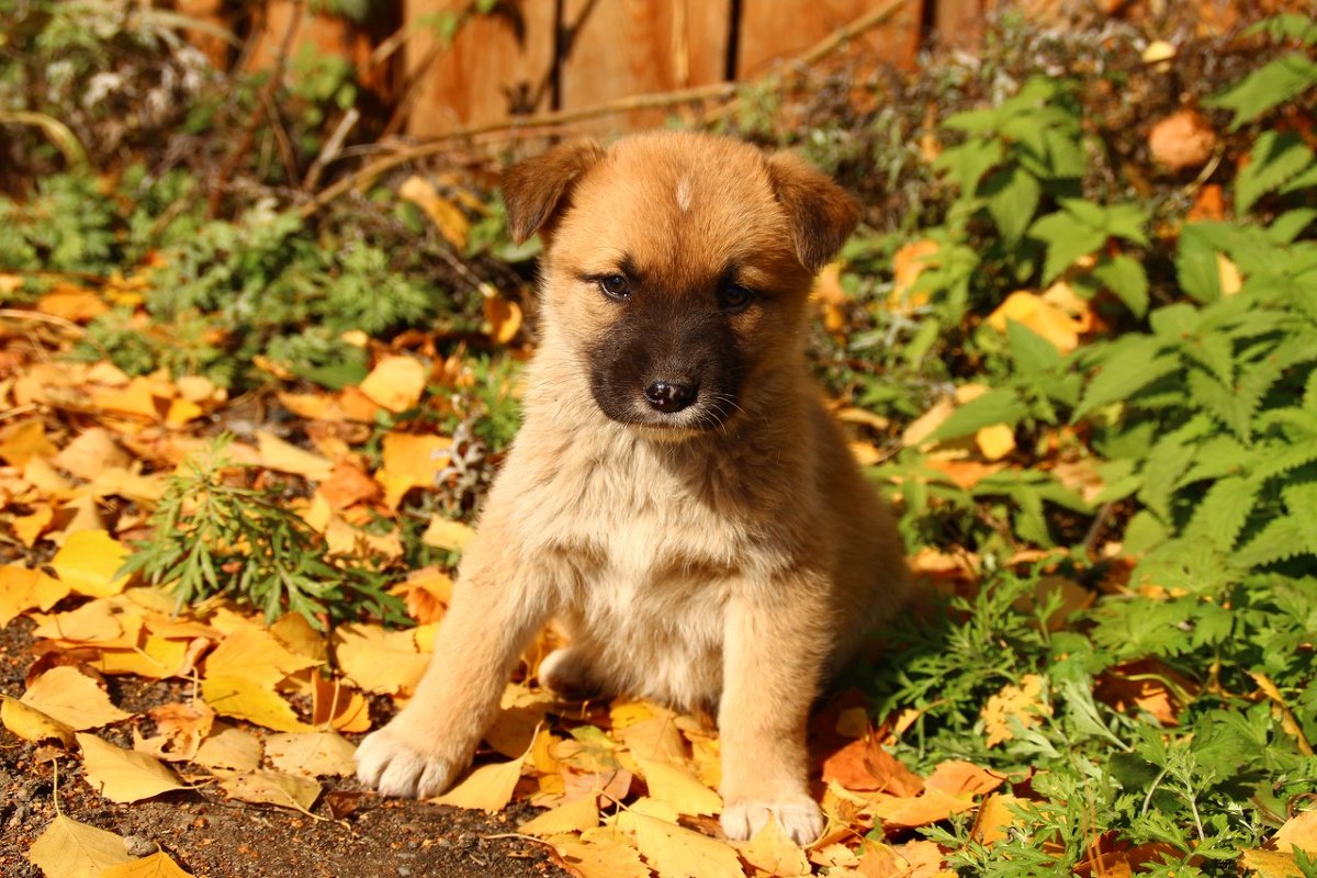Малышка Веста - Ангелина 