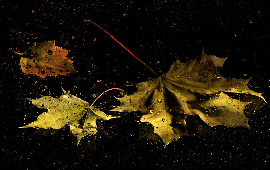 Осенние листья - Светлана Л.