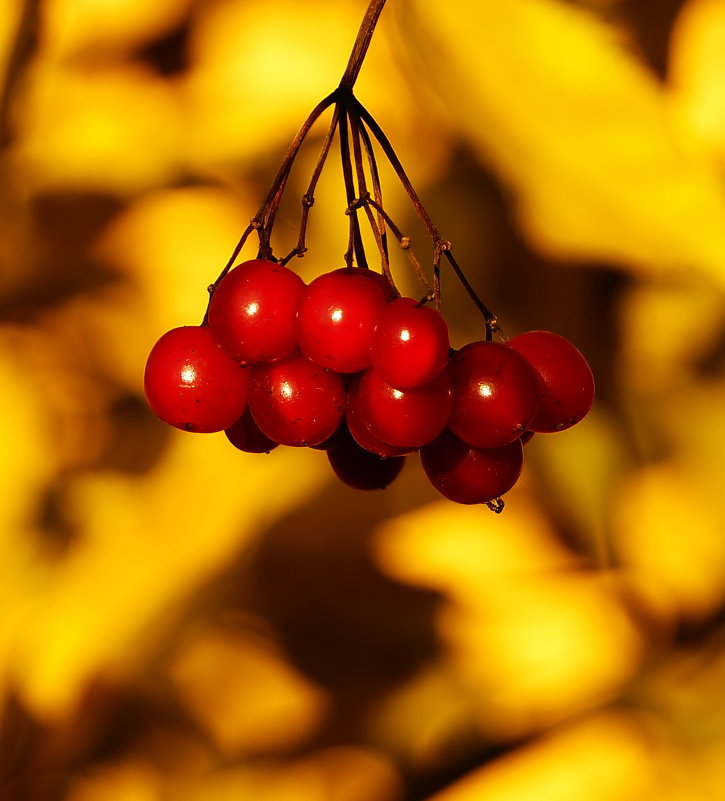 ... - Александр Шурпаков ... - Александр Шурпаков