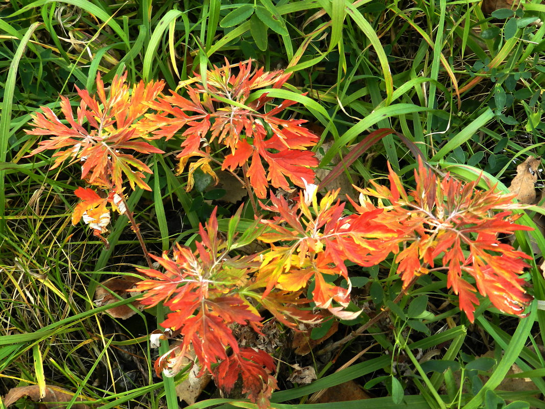 Осенние краски - Николай Сапегин