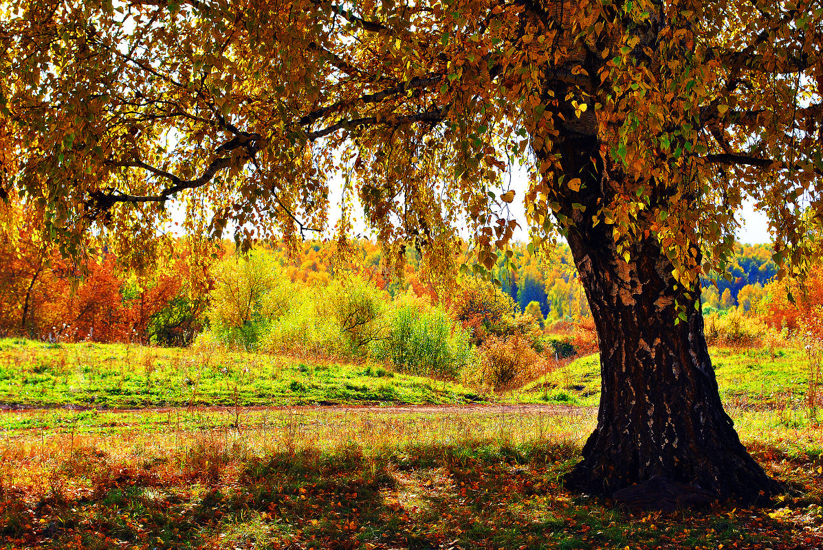 В полуденной тиши шелестит листопад... - Виктор Петропавловский