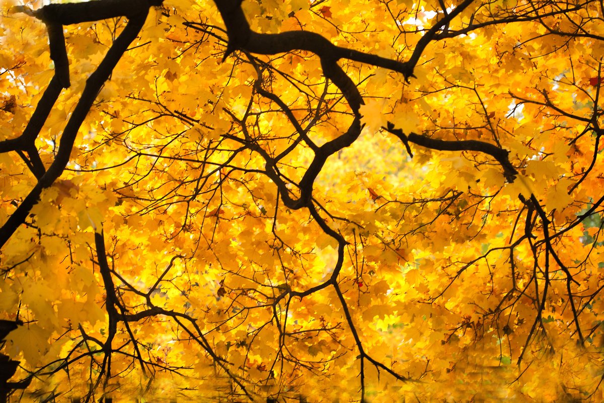 ... - Георгий Вересов