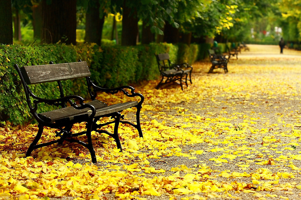 Венская осень. - Игорь Котелевский