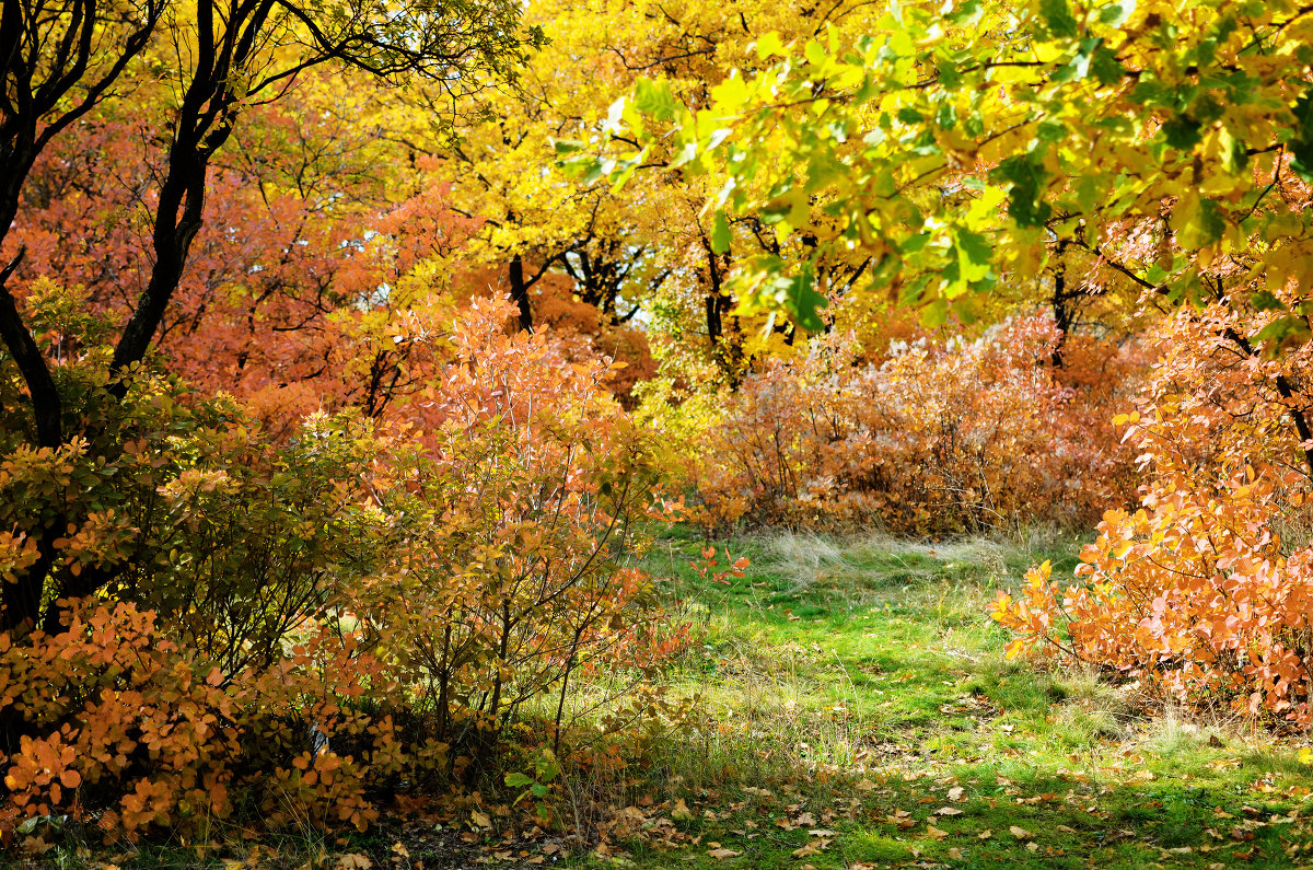 разнообразие красок - Анна Иванова
